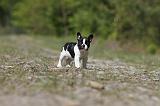 BOULEDOGUE FRANCAIS 382